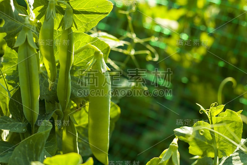 豌豆生长在阳光充足的格子地里