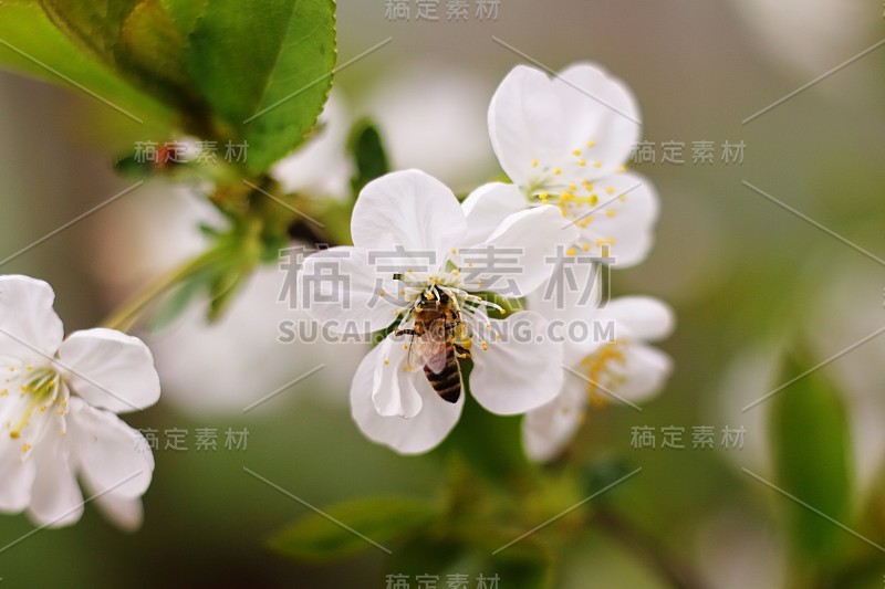 春天的壁纸。特写蜜蜂从白色的樱花中吸取花蜜。