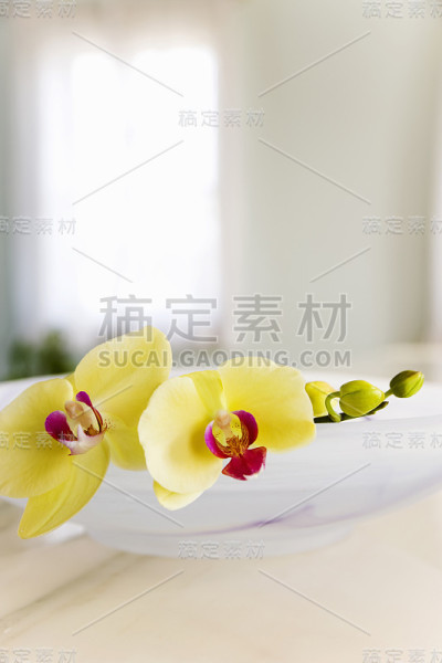 兰花