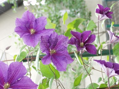 场的花