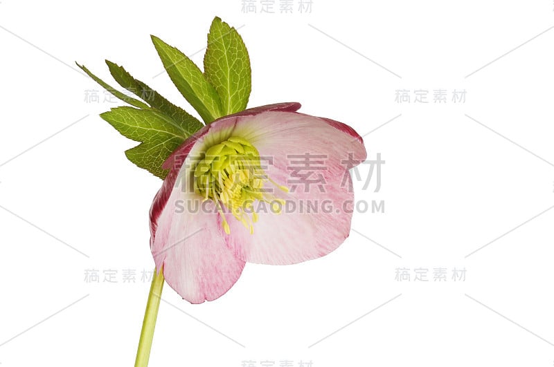 Helleborus