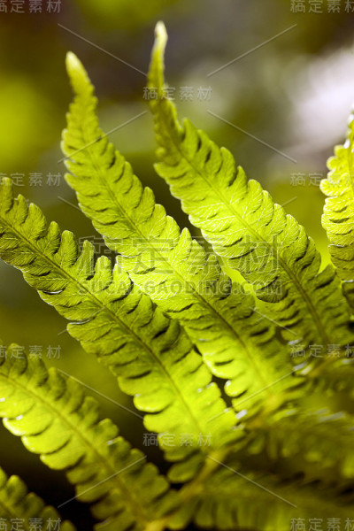 蕨类植物的叶子