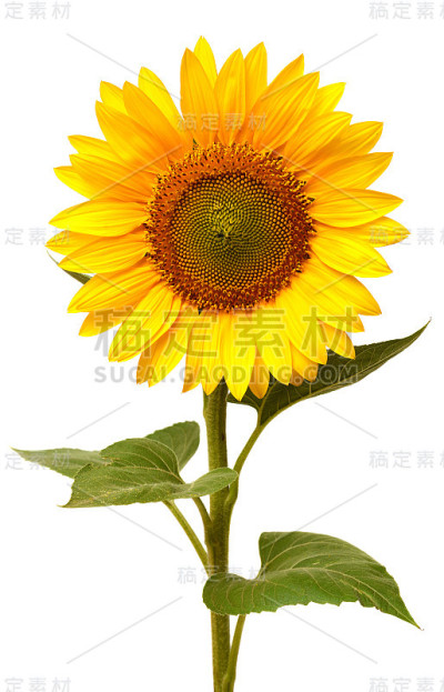 向日葵