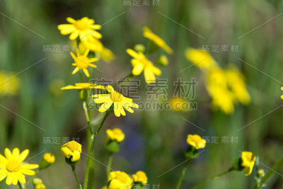 Doronikum。黄色的菊花。