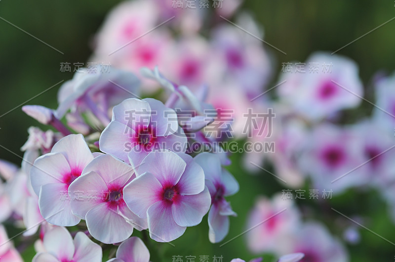 夹竹桃花。