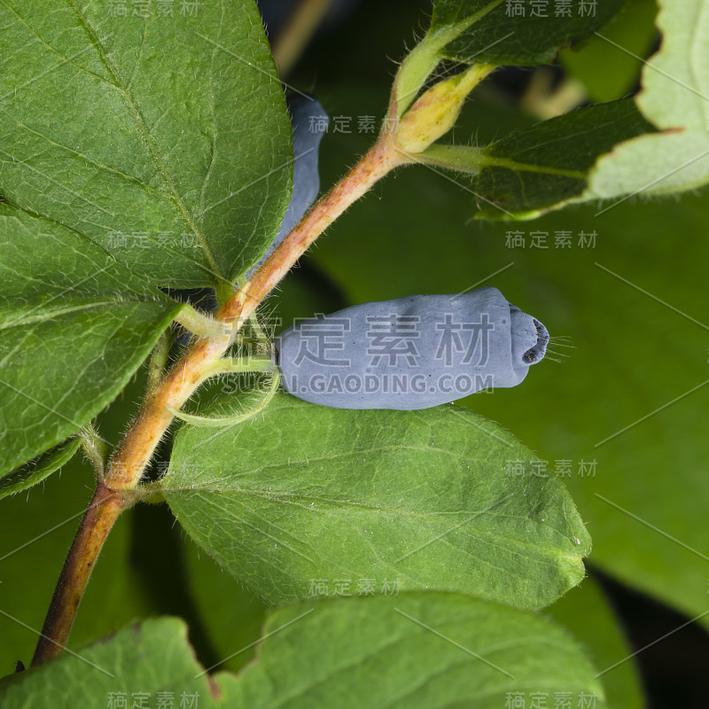 成熟的金银花浆果和枝叶上带着雨滴，微微的