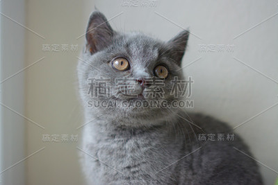 黑色背景上的小猫。