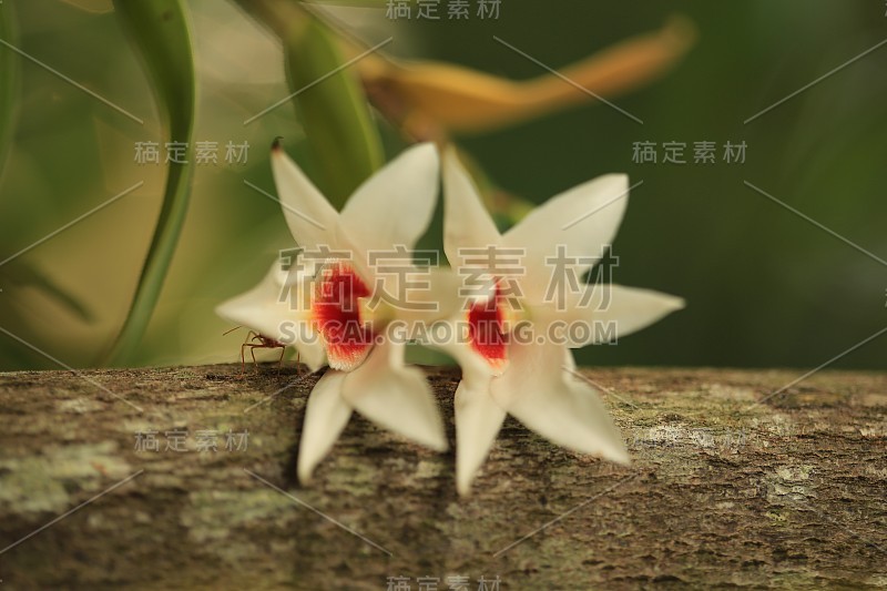 兰花