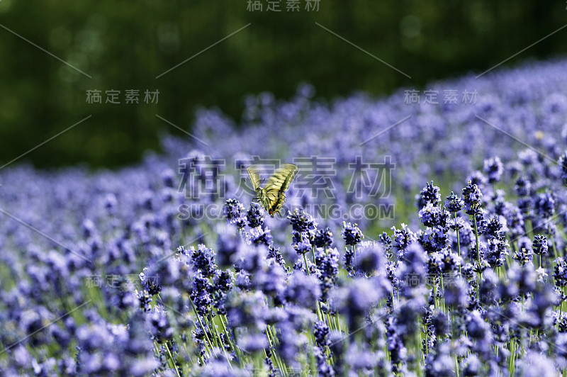 薰衣草和蝴蝶的田野