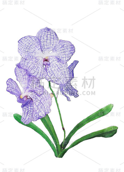 兰花画