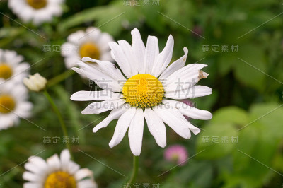 夏日花园里的甘菊。自然,花