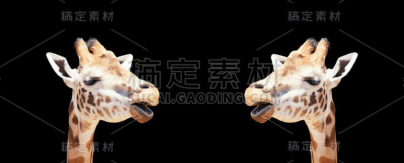 两个长颈鹿聊天