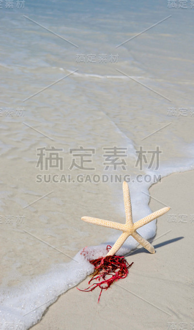 海浪中的海星