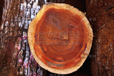 奇科·扎波特·马尼尔卡拉·扎波塔木材墨西哥