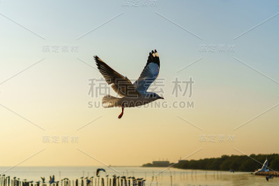 海鸥在蓝天上飞翔