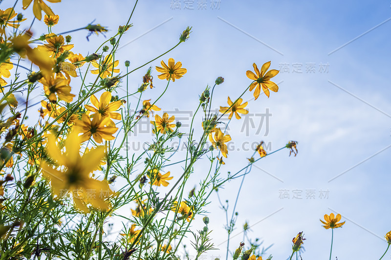 黄硫宇宙花在大自然的花园与蓝天。