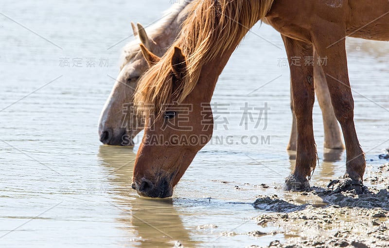 马在湖上的饮水处