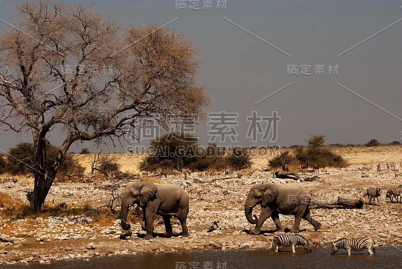 大象和斑马在Okaukuejo水坑，Etosha国家公园，纳米比亚