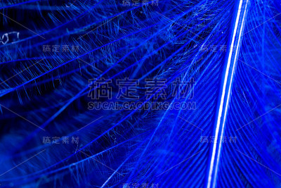 蓝色羽毛作为抽象背景