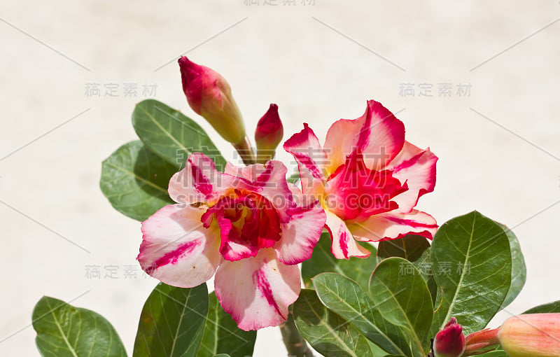 黑斑羚莉莉Adenium