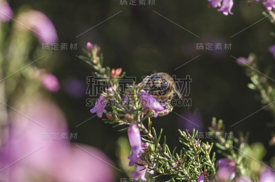 大黄蜂为石南花授粉