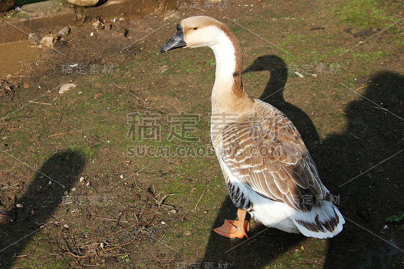 院子里的家鹅。特写镜头。阳光灿烂的日子