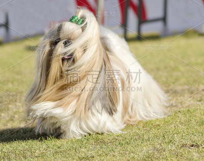 西施犬的狗