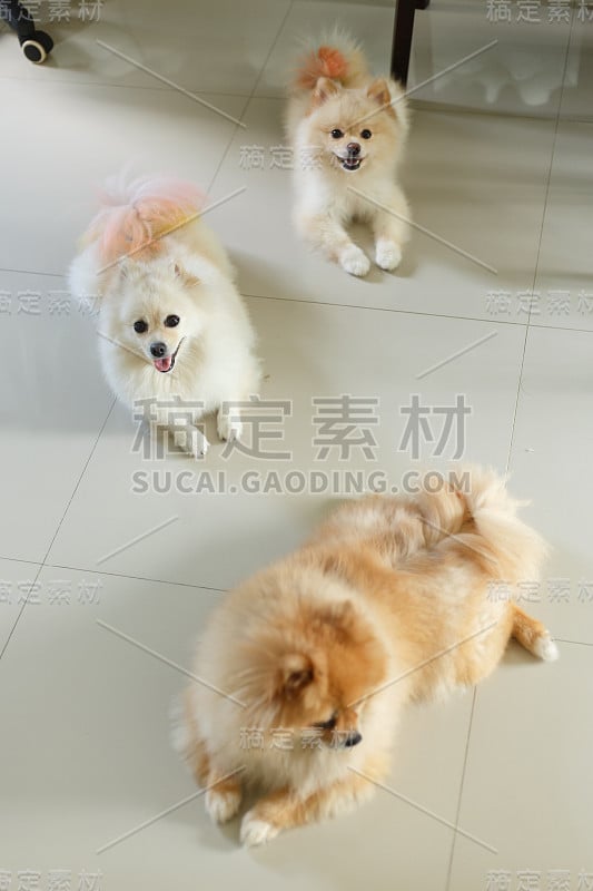 快乐的博美犬可爱的宠物友好的在家里