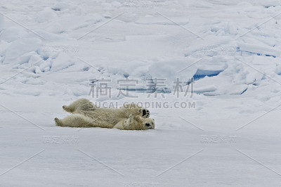 北极熊(Ursus maritimus)是一种原产于北极圈及其周围海域的北极熊。