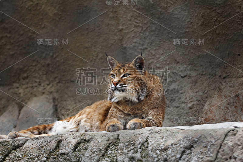 山猫躺在石头上