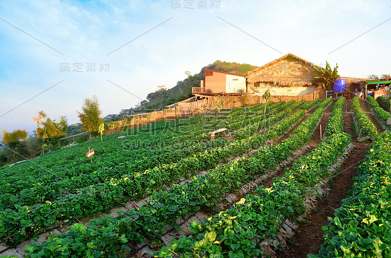 泰国山区草莓农场