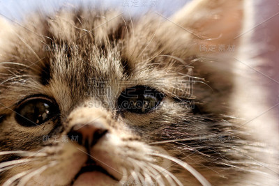 小猫