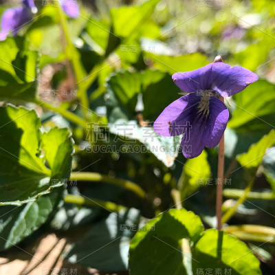 花10