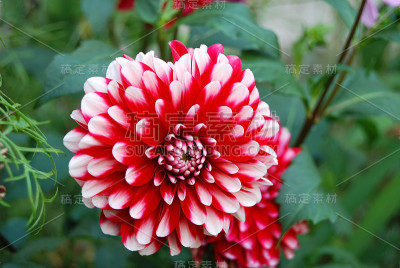 美丽的大丽花
