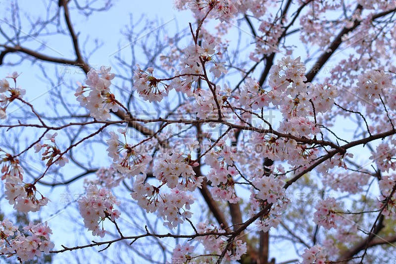 日本樱花