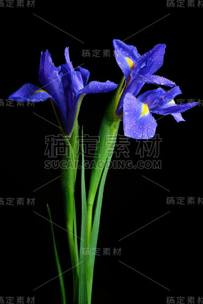 春天鸢尾花上的水滴。