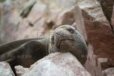 南美海狮