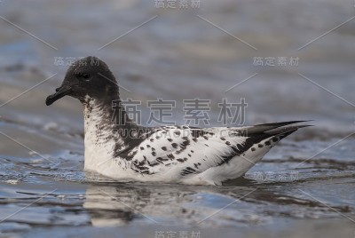 海角佩特雷尔