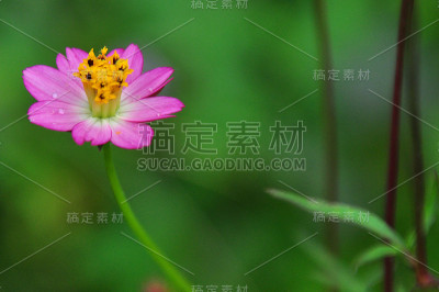 粉色的花