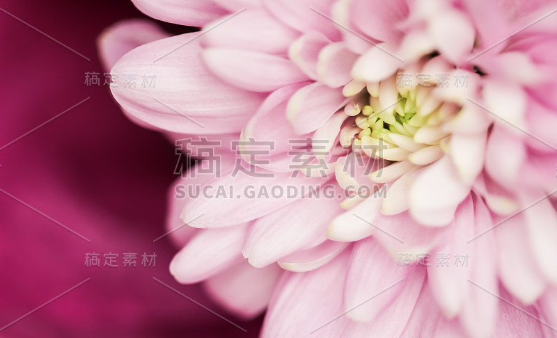 摘花背景，粉红色菊花花。宏图花卉背景假日品牌设计