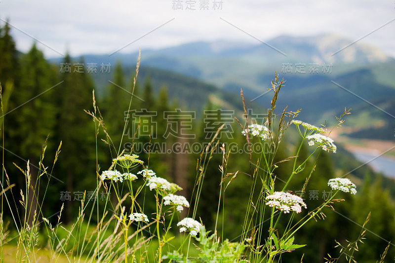 喀尔巴阡的鲜花。