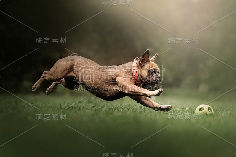 快乐活跃的法国斗牛犬在夏天的户外追逐一个球