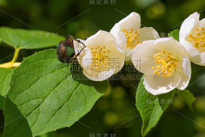 白色茉莉花上的金龟子