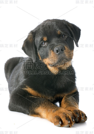 小狗罗特韦尔犬