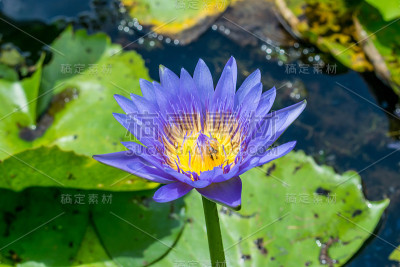 美丽的莲花