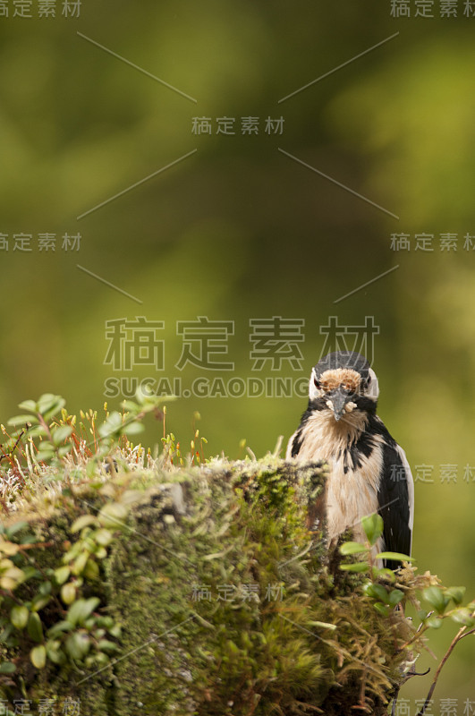 更大的发现啄木鸟