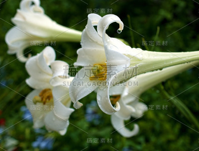雨后百合