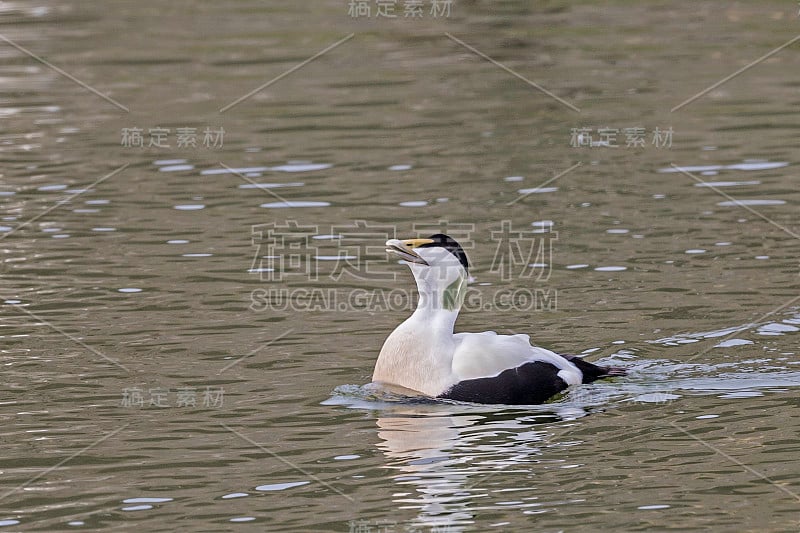 普通绒鸭(Somateria mollissima)是一种大型海鸭，分布在欧洲北部海岸、北美和东西伯