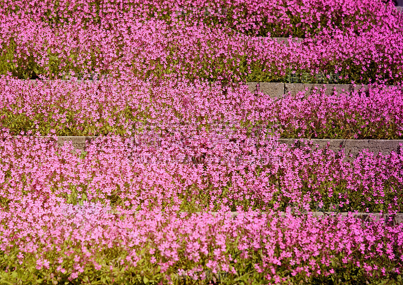 美丽明亮的背景夹竹桃钻形花。花的背景