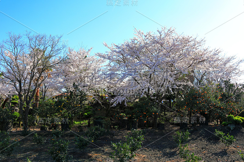 樱花、牧场、田野、樱花树、李子、油菜花、村庄、